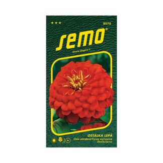 Cínia pôvabná „CHERRY QUEEN“