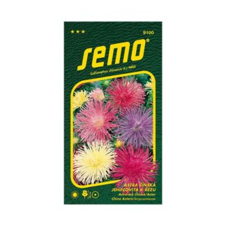 Astra čínska ihlicová k rezu „ELECTRIC ZMES“