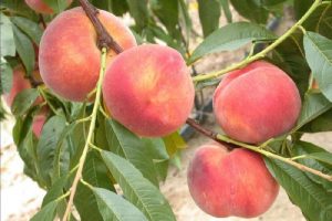 Broskyňa stredne skorá „REDHAVEN“, Rakonievická, voľnokorenná