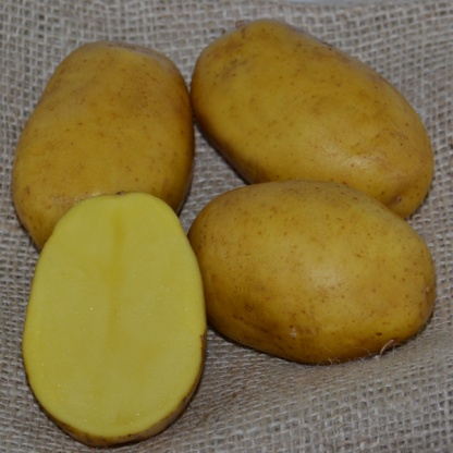 Sadbové zemiaky žlté skoré „PAROLI“ 5 kg