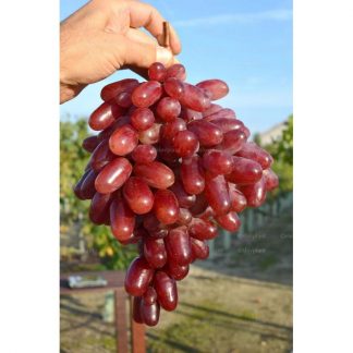 JULIAN rezistentný stolový vinič, 3 l kontajner