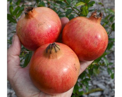Granátové jablko „MOLLAR DE ELCHE“ 3l kontajner