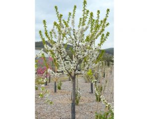 Čerešňa stĺpovitá „SYLVIA“ Gisela Colt, voľnokorenné