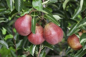 Hruška letná „WILLIAMSOVA ČERVENÁ“ , hruška planná, voľnokorenná