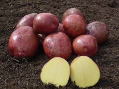 Sadbové zemiaky ružiaky stredne skoré na uskladnenie „RED ANNA“ 25 kg