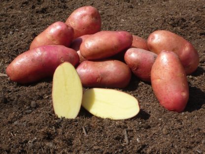Holandské sadivo zemiakov “RED SCARLETT” ružiak, veľmi skorá, varný typ B, cca 1 kg
