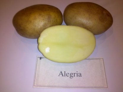 Sadbové zemiaky stredne skoré(poloskoré) na uskladnenie „ALEGRIA“, 35-55mm