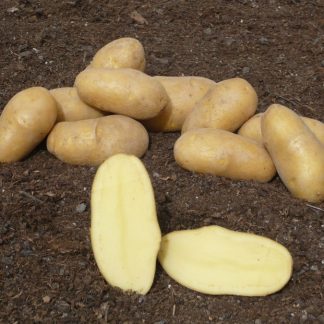 Sadbové zemiaky žlté stredne skoré na uskladnenie „DITTA“ 25 kg