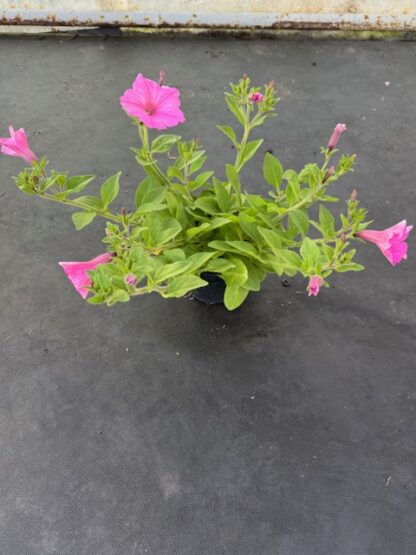 Supertunia VISTA „Bubblegum“,črepník 10,5 cm/11cm