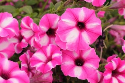 Supertunia (Surfinia) „Rasberry star“