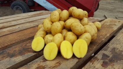 Sadbové zemiaky žlté stredne skoré na uskladnenie „WENDY“, 35-55mm 10kg balenie