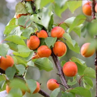 Marhuľa stredne skorá „EARLY ORANGE“, Alycza, voľnokorenná