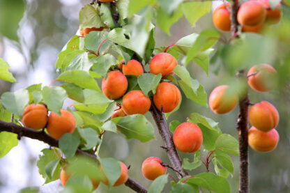 Marhuľa stredne skorá „EARLY ORANGE“, Alycza, voľnokorenná