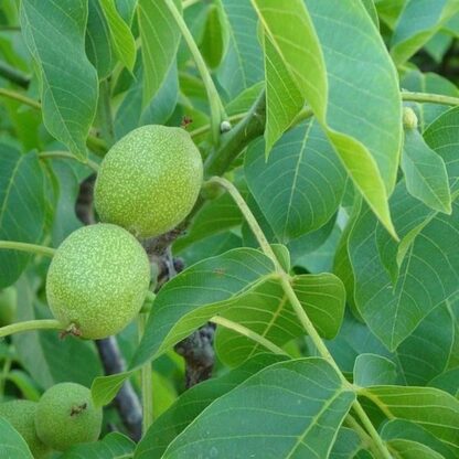 Orech (Juglans regia) DWARF KARLIK , voľnokorenné