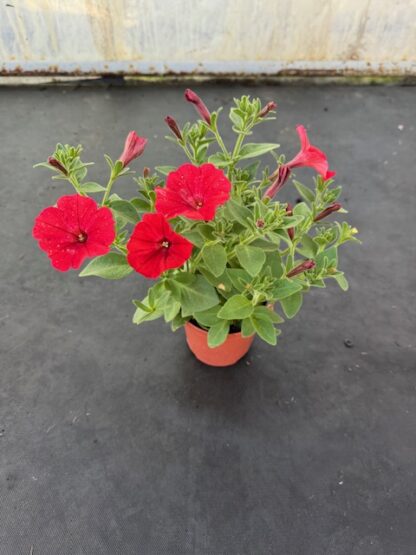 Supertunia VISTA „Strawberry“, črepník 10,5 cm/11cm/