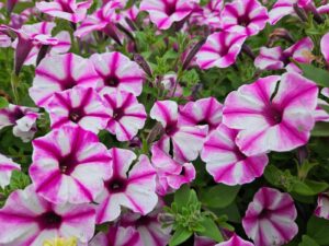Supertunia VISTA „Raspberry star“, črepník 10,5 cm/11cm – DOSTUPNÉ OD 1.6.