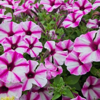 Supertunia VISTA „Raspberry star“, črepník 10,5 cm/11cm