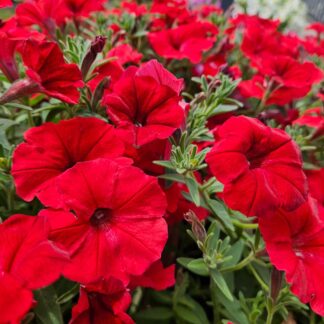 Supertunia VISTA „Strawberry“, črepník 10,5 cm/11cm/