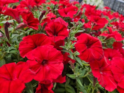 Supertunia VISTA „Strawberry“, črepník 10,5 cm/11cm/