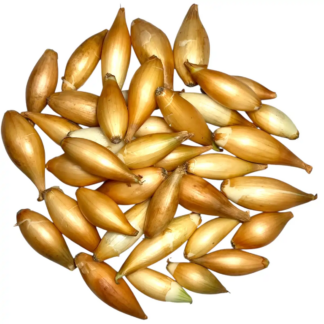 Cibuľa sadzačka šalotka „BAMBERGER (BIRNFORMIGE)“ 14-21 mm 250 g