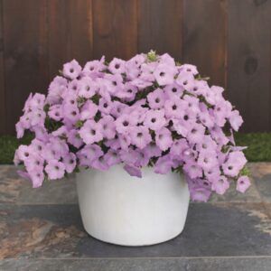Supertunia VISTA „Cool Jazz“,črepník 10,5 cm/11cm