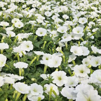 Supertúnia MINIVISTA „WHITE“, črepník 10,5 cm/11cm