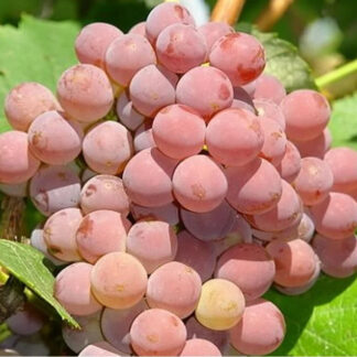 EINSET SEEDLESS rezistentný stolový vinič, 3 l kontajner