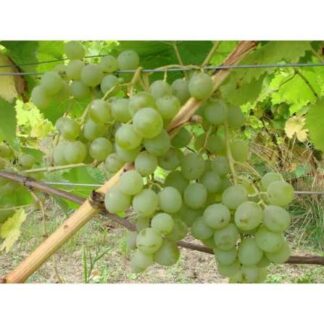 PIESNIA rezistentný stolový vinič, 3 l kontajner